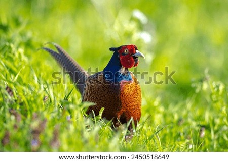 Male pheasant Phasianus colchicus walking through a grass field in search for food. Royalty-Free Stock Photo #2450518649