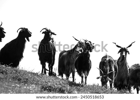 Black and white photograph of a herd of goats on the hill. Goats contrasting with the white sky. Animal. Horizontal photo. No people. Farming life idea concept. 