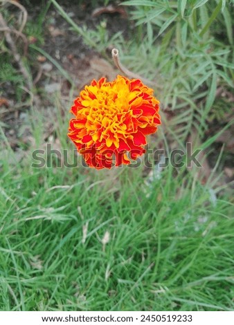 Picture of marigold flower with greenery , a beautiful piece of nature, national flower of india, orange and yellow marigold flower in the garden.
