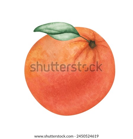 Watercolor illustration. Hand painted orange, grapefruit, tangerine, clementine with leaf. Whole, round, raw, ripe orange fruit. Citrus fruit. Watercolor orange, food. Isolated nature clip art