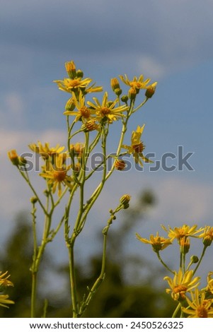 Yellow flowers of Senecio vernalis closeup on a blurred green background. Selective focus.