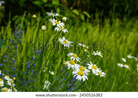 Tripleurospermum maritimum Matricaria maritima is a species of flowering plant in the aster family commonly known as false mayweed or sea mayweed. Royalty-Free Stock Photo #2450526383
