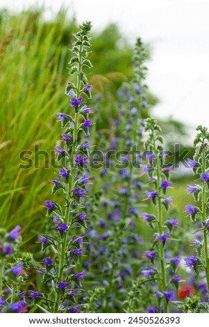 Viper's bugloss or blueweed Echium vulgare flowering in meadow on the natural green blue background. Macro. Selective focus. Front view. Royalty-Free Stock Photo #2450526393