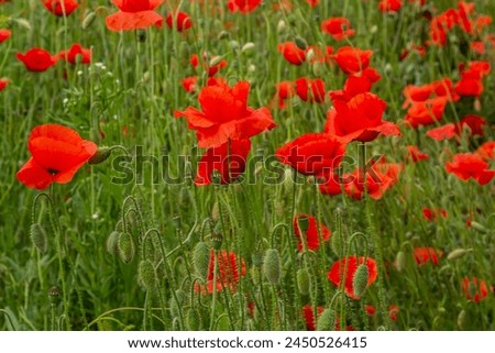 Papaver rhoeas or common poppy, red poppy is an annual herbaceous flowering plant in the poppy family, Papaveraceae, with red petals. Royalty-Free Stock Photo #2450526415