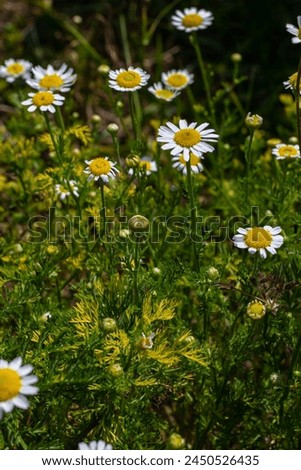 Tripleurospermum maritimum Matricaria maritima is a species of flowering plant in the aster family commonly known as false mayweed or sea mayweed. Royalty-Free Stock Photo #2450526435