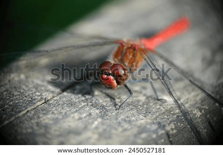 A ruddy darter dragonfly, sympetrum sanguineum, in closeup resting on a wooden surface. Royalty-Free Stock Photo #2450527181