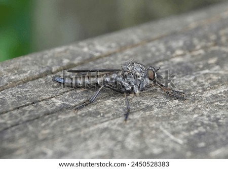 A closeup selective focus side view of a kite tailed robber fly, tolmerus atricapillus, resting on a wooden surface in the wild. Royalty-Free Stock Photo #2450528383