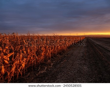 Sunset illuminates a path through a dry cornfield under a vast, dusky sky Royalty-Free Stock Photo #2450528501