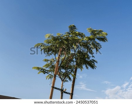 Plants, Single, tall tree against the blue sky.
Spring banner, branches of blossoming Flowers against background of blue sky and butterflies on nature outdoors. Pink sakura flowers, dreamy romantic