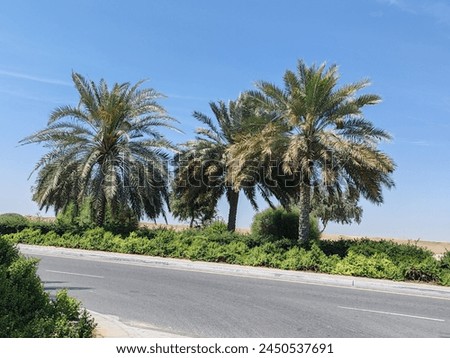 Palm Tree, View of Palm tree with SKY background, Palm Date tree or Arabic palm tree