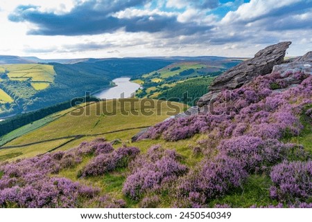 View of Ladybower Reservoir and flowering purple heather on Derwent Edge, Peak District National Park, Derbyshire, England, United Kingdom, Europe Royalty-Free Stock Photo #2450540349