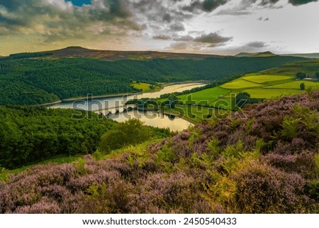View of Ladybower Reservoir and flowering purple heather, Peak District National Park, Derbyshire, England, United Kingdom, Europe Royalty-Free Stock Photo #2450540433