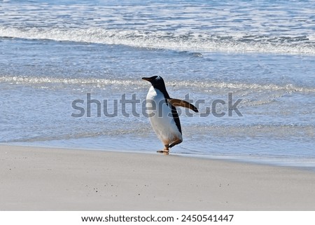 Gentoo penguin walking on Bertha’s beach Falkland Islands