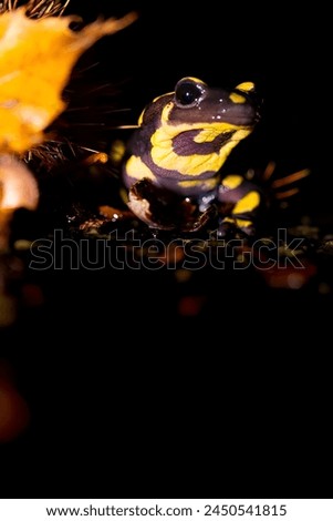 Black and Yellow Fire Salamander Looking Forward