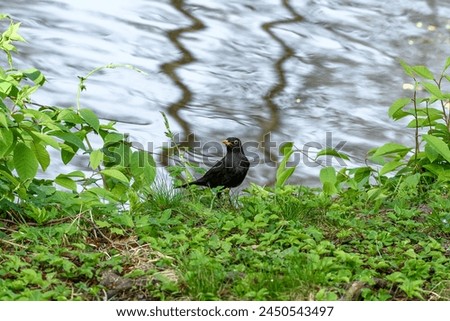 An alert male blackbird stands on the river bank and listens