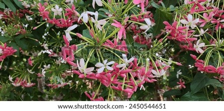 Combretum indicum, also known as the Rangoon creeper or Burma creeper, is a perennial evergreen vine native to tropical Asia that produces red flower clusters.  Royalty-Free Stock Photo #2450544651