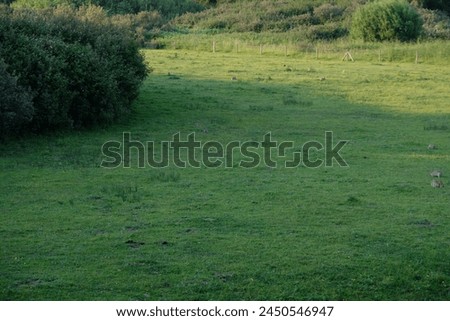 there are little rabbits in the meadow