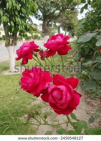 "Bright red rose in full bloom, petals gently unfurling, exuding elegance and romance. Perfect for conveying love and passion in any design."