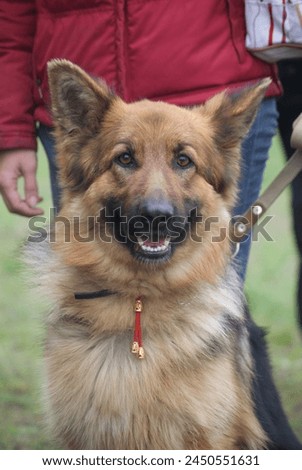 Portrait of a dog, shepherd. On the street