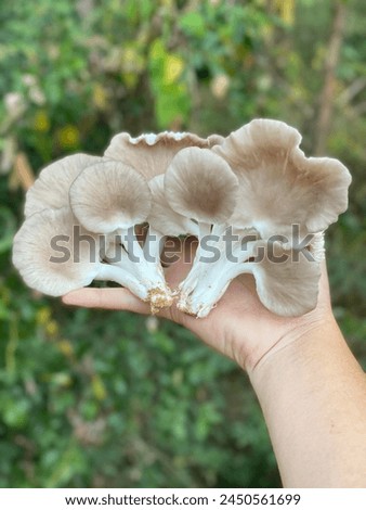 Bhutanese fairy mushrooms placed on the hand Royalty-Free Stock Photo #2450561699