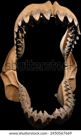 Carcharodon megalodon, commonly known as megalodon, is a prehistoric shark species that existed millions of years ago. It is often referred to as one of the largest and most formidable predators to ha Royalty-Free Stock Photo #2450567669