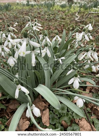 The image is a close-up of some flowers, specifically anemones, snowdrops, and summer snowflakes. It features various plants in a field or garden setting with greenery in the background.
