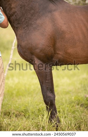 amazing stallions and mears of great razes Royalty-Free Stock Photo #2450569037