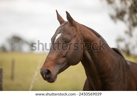 amazing stallions and mears of great razes Royalty-Free Stock Photo #2450569039