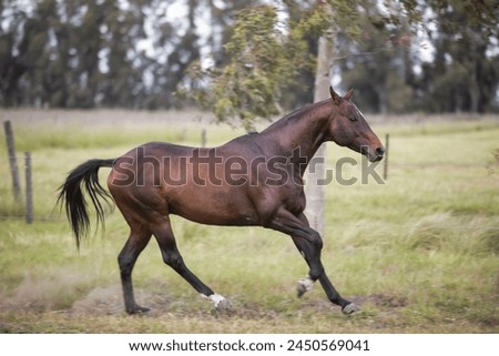 amazing stallions and mears of great razes Royalty-Free Stock Photo #2450569041