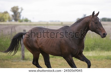 amazing stallions and mears of great razes Royalty-Free Stock Photo #2450569045