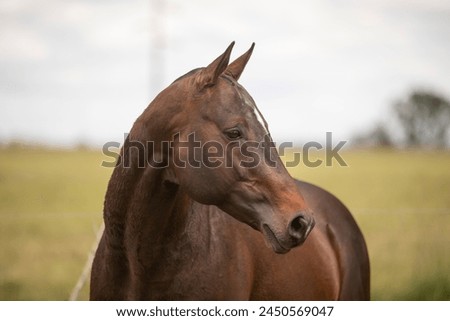 amazing stallions and mears of great razes Royalty-Free Stock Photo #2450569047