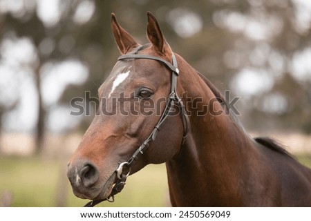amazing stallions and mears of great razes Royalty-Free Stock Photo #2450569049