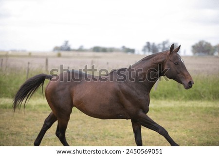 amazing stallions and mears of great razes Royalty-Free Stock Photo #2450569051