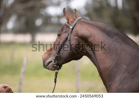 amazing stallions and mears of great razes Royalty-Free Stock Photo #2450569053