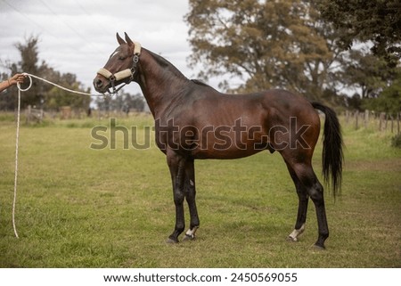 amazing stallions and mears of great razes Royalty-Free Stock Photo #2450569055