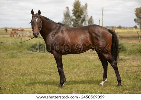 amazing stallions and mears of great razes Royalty-Free Stock Photo #2450569059