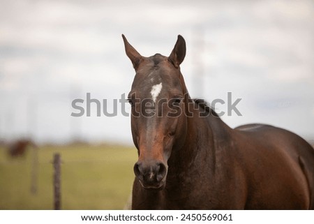 amazing stallions and mears of great razes Royalty-Free Stock Photo #2450569061