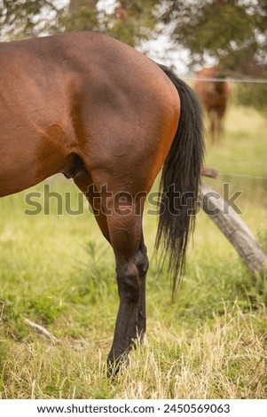 amazing stallions and mears of great razes Royalty-Free Stock Photo #2450569063
