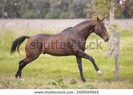 amazing stallions and mears of great razes Royalty-Free Stock Photo #2450569065