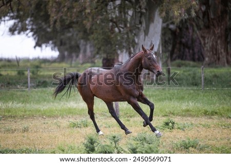amazing stallions and mears of great razes Royalty-Free Stock Photo #2450569071