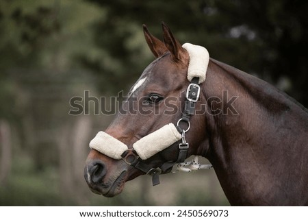 amazing stallions and mears of great razes Royalty-Free Stock Photo #2450569073