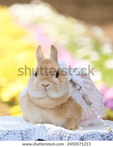 The picture features a rabbit clad in a pink and white striped dress, seated on a white cloth, with a background of blurred yellow and pink flowers. The rabbit is facing the camera.