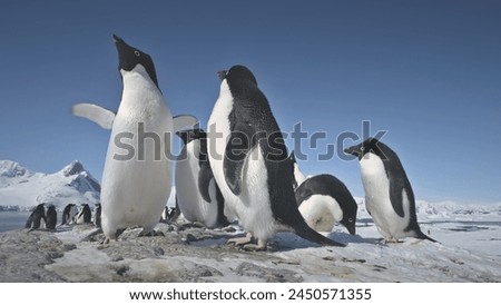 Antarctic Adelie Penguin Flock Play Closeup. Antarctica Ocean Bird Flock Mating Games Behavior at Cold Nature Ice Rock Landscape Background Low-Angle. Peninsula Expedition