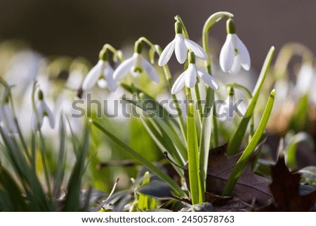 Galanthus nivalis, the snowdrop or common snowdrop Royalty-Free Stock Photo #2450578763