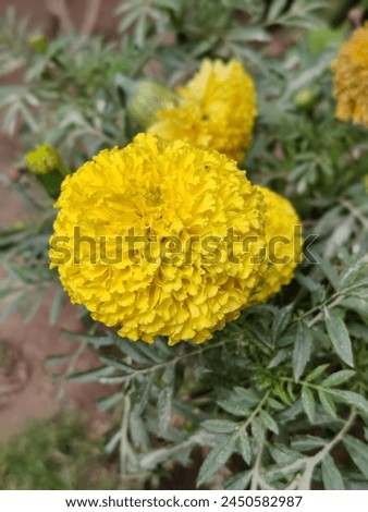 this is a beautiful yellow gandy flower on the Pakistan  Royalty-Free Stock Photo #2450582987