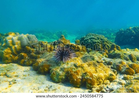 Several sea urchins with white and black spines move their spines merging into lump at the bottom of the tropical warm waters of coral reef