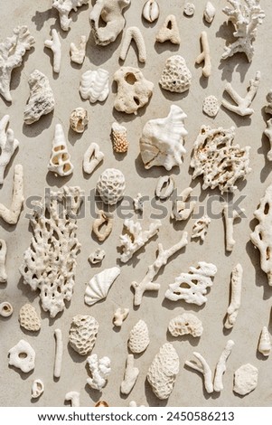Seashells and corals as minimal pattern. Vertical layout of found shell and coral on ocean shore. Summer relahation concept, beach vibes. Top view nature background, neutral white beige color gradient
