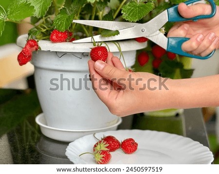 Strawberry growing in a box. Flowering strawberry plant in flower pot hanging on balcony. Royalty-Free Stock Photo #2450597519