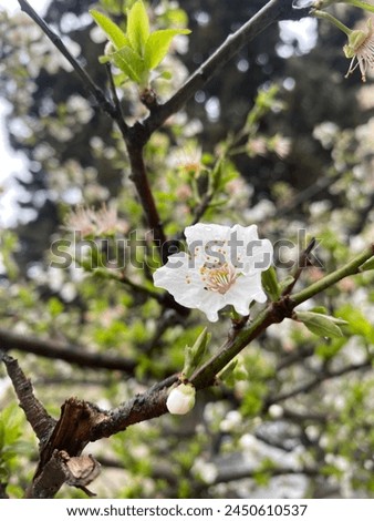 Picture of green plum flowers in springtime. Plum flower with sunrays behind