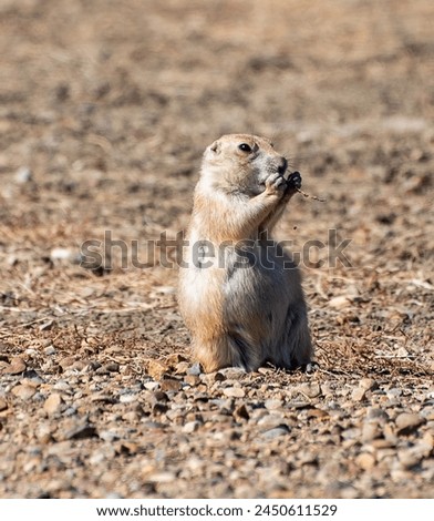 Black tailed prairie dog in Grasslands National Park Royalty-Free Stock Photo #2450611529